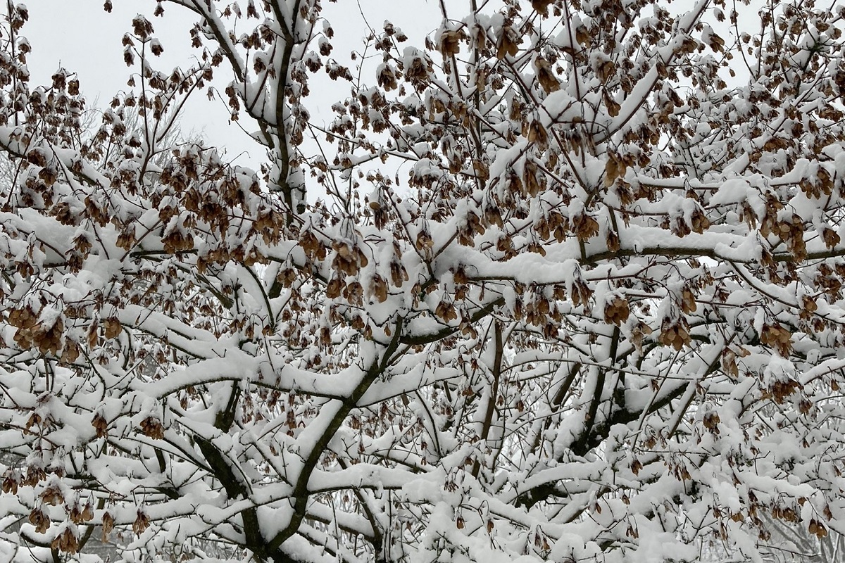 202301Schneespass9